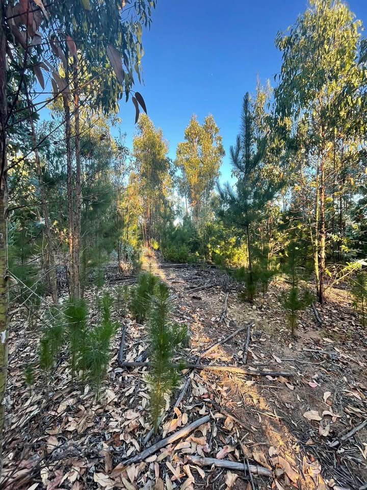Los Aromos de Tilicura Vichuquén — imagen 6 en Vichuquén | Alerce Inmobiliaria