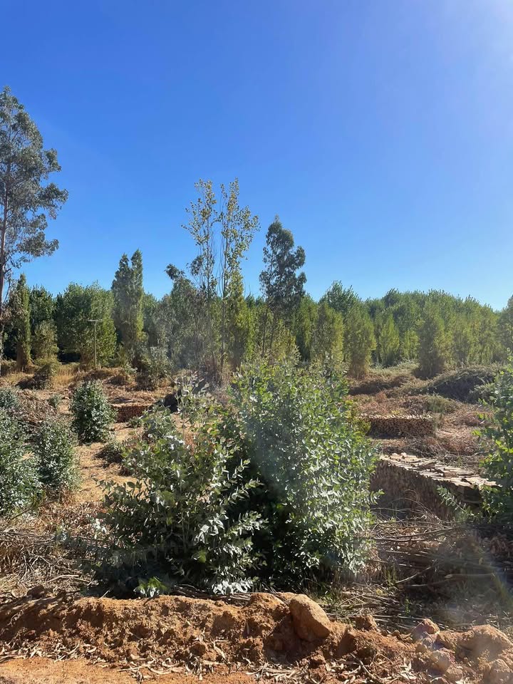 Los Aromos de Tilicura Vichuquén — imagen 5 en Vichuquén | Alerce Inmobiliaria