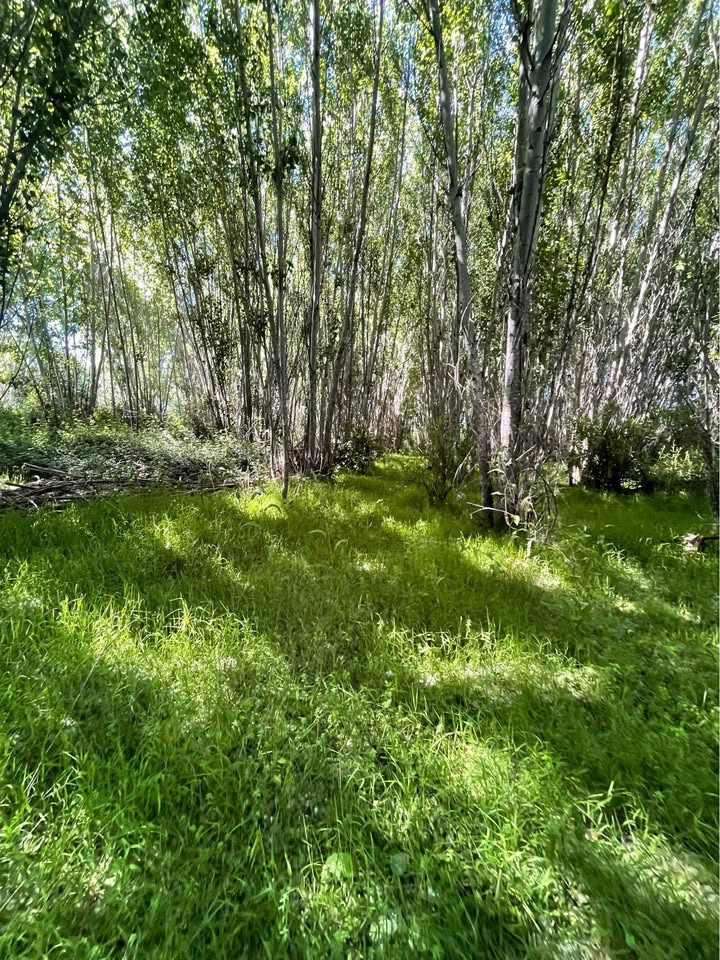 Los Aromos de Tilicura Vichuquén — imagen 7 en Vichuquén | Alerce Inmobiliaria